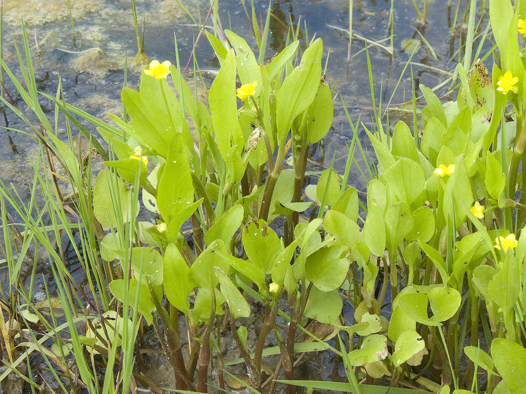 Ranunculus cfr. ophioglossifolius